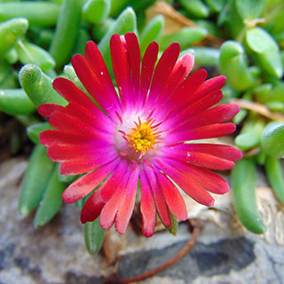 delosperma cooperi rubra delosperma cooperi rubra